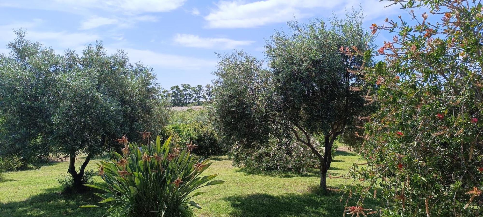 Sa Teria Village - Appartamenti - Tertenìa 外观 照片